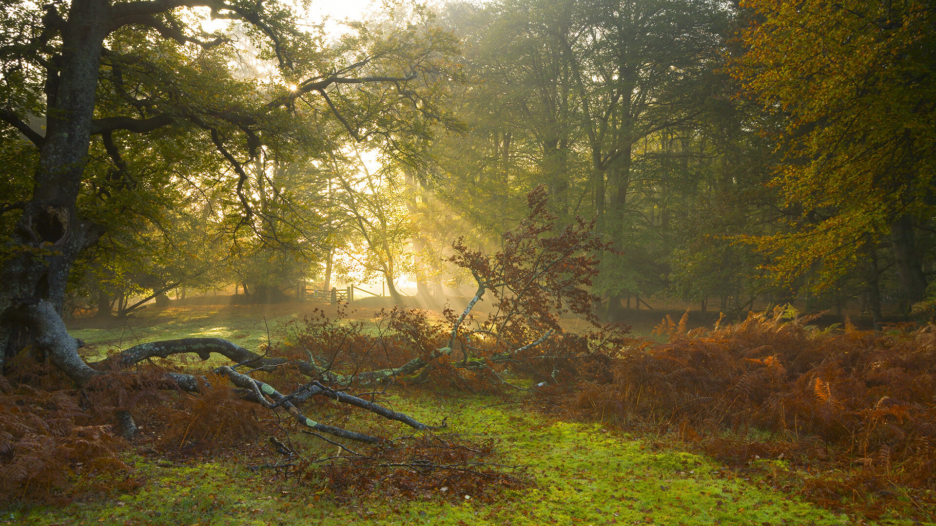 _自然攀岩探险：回归大山的纯粹运动_，自由攀岩第一人