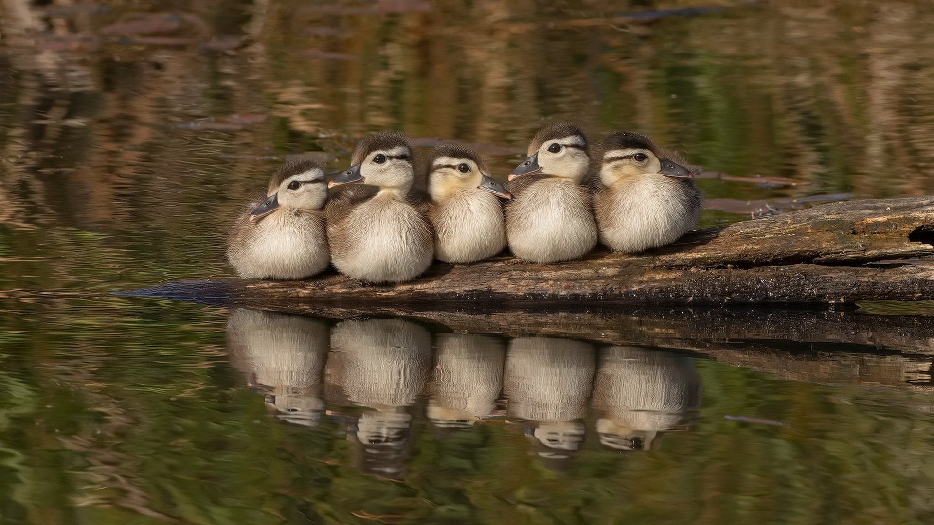 国际滑冰联合会推广青少年冰雪运动，普及力度加大，全国青少年滑冰比赛