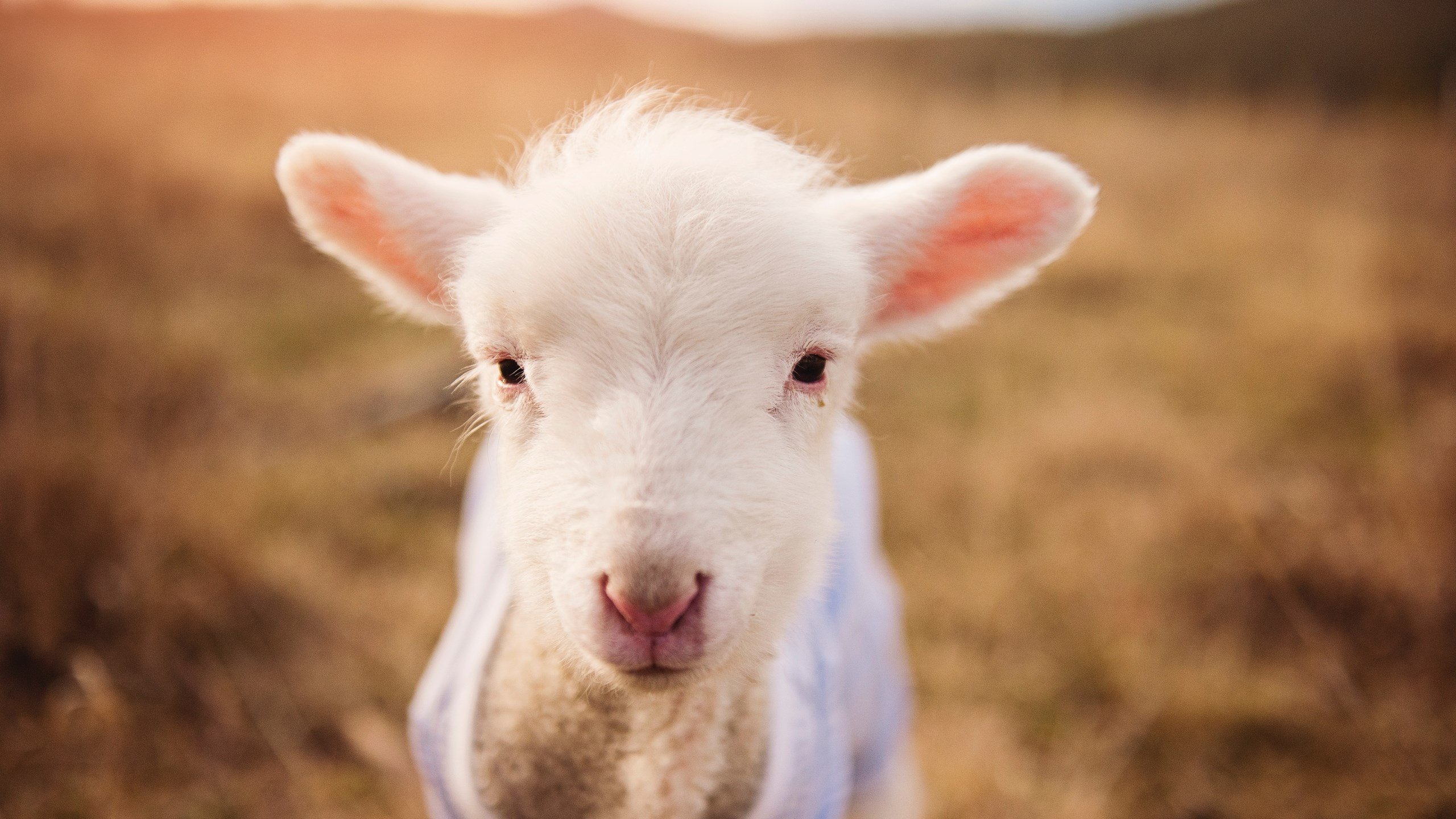 “青春激扬”全国青少年少年篮球竞技体验日火热开启,推广运动文化