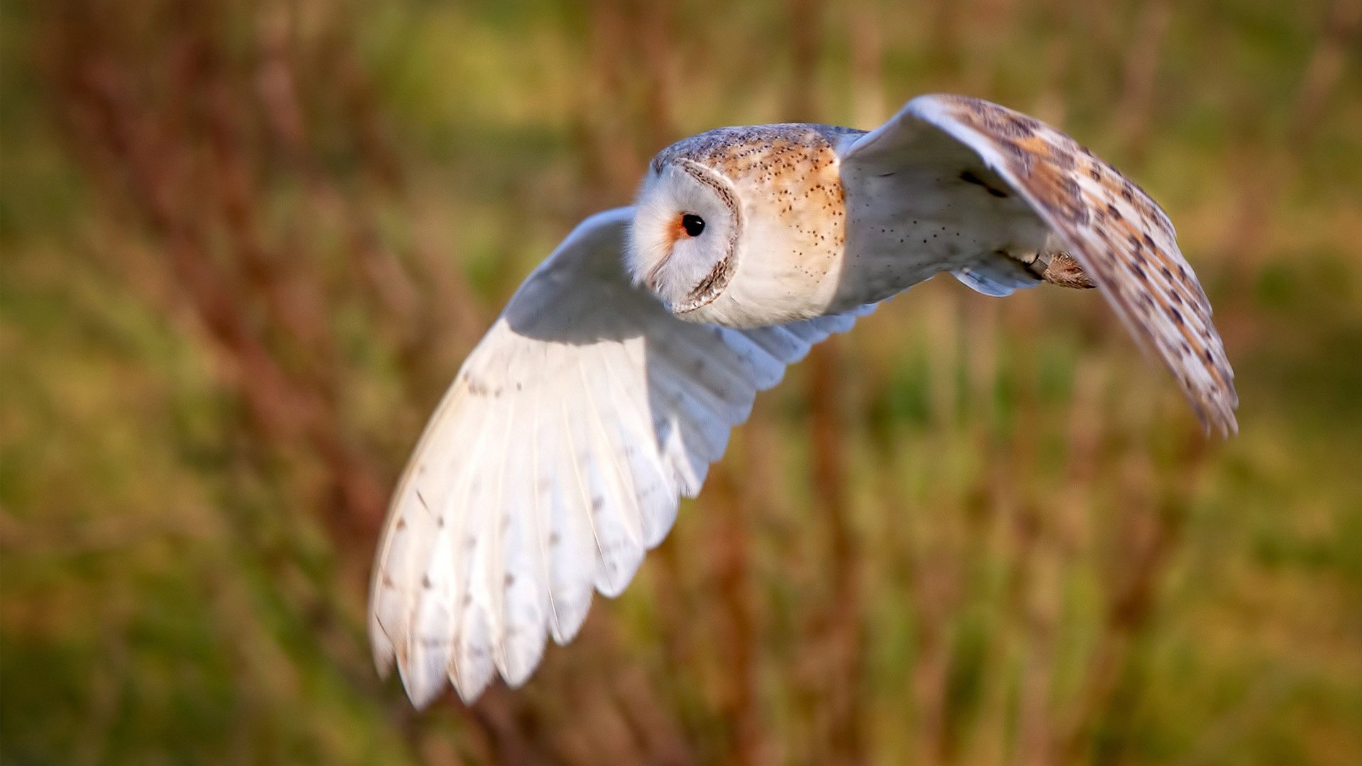 九游官网下载电脑版-【比赛逆转】马克·塞尔比的坚韧心态激励年轻运动员，马克塞尔比练球视频