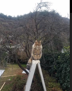 史上“最精彩”的团队配合瞬间，战术大展示！，团队搭配的黄金法则